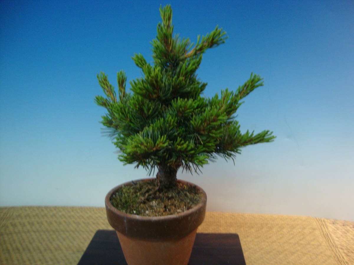 たかはら苑 那須五葉松 小品盆栽（八房 那須娘）五葉松に接ぎ木10年生