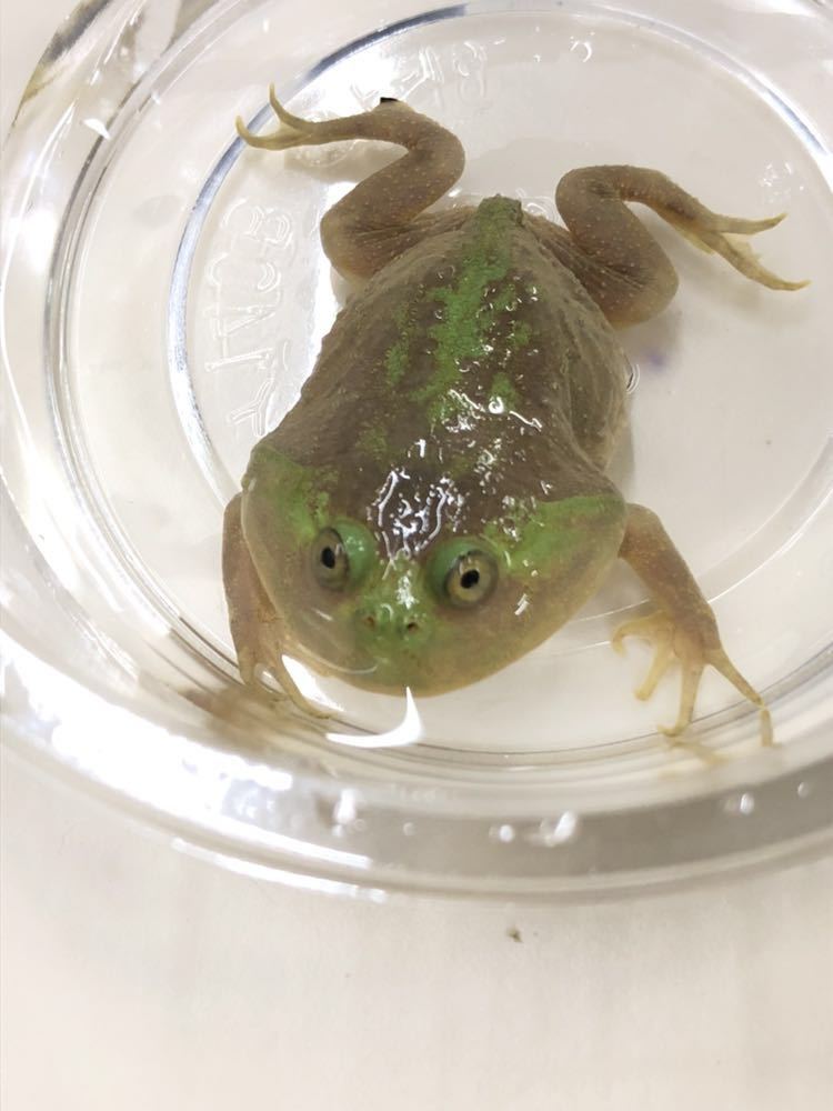 バジェットガエルNO.4_1