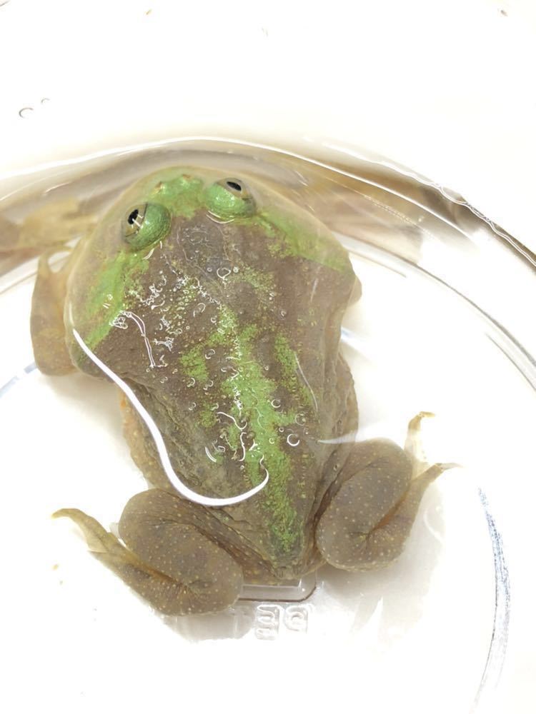 バジェットガエルNO.4_2