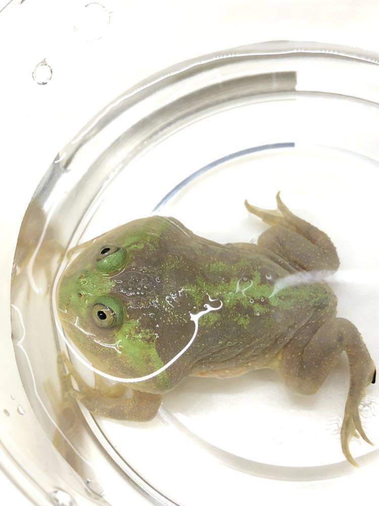 バジェットガエルNO.4_3