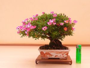 苔聖園』 ミニ赤松 8