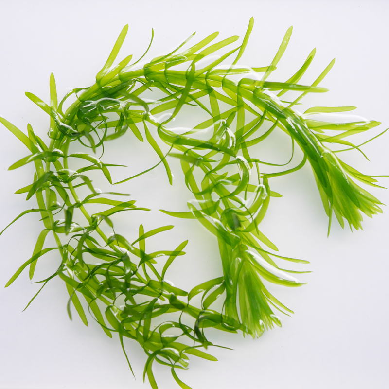 【送料込み/即決】アナカリス 2本 ウキクサ 8株 浮草 水草 ビオトープ ポイント消化 [0612]_1