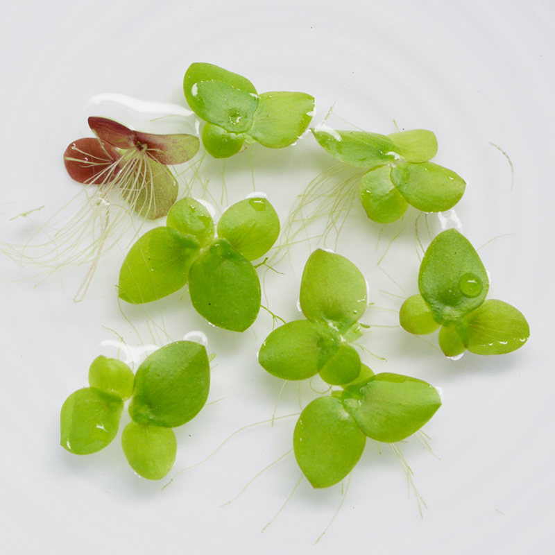 【送料込み/即決】アナカリス 2本 ウキクサ 8株 浮草 水草 ビオトープ ポイント消化 [0612]_2