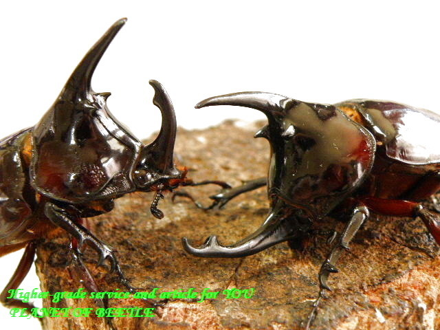 PLANET OF BEETLE6/25シーズン最初期!!中央Nyiete産!天然ケンタウルスオオカブト♂64mm+2♀完品トリオ