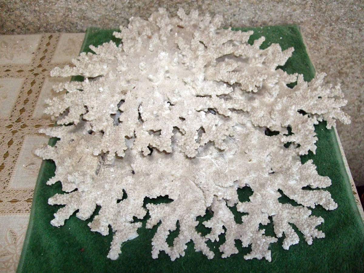 珊瑚〜 白珊瑚 高知沖産白珊瑚の原木 （2個セット・165g 海からの 