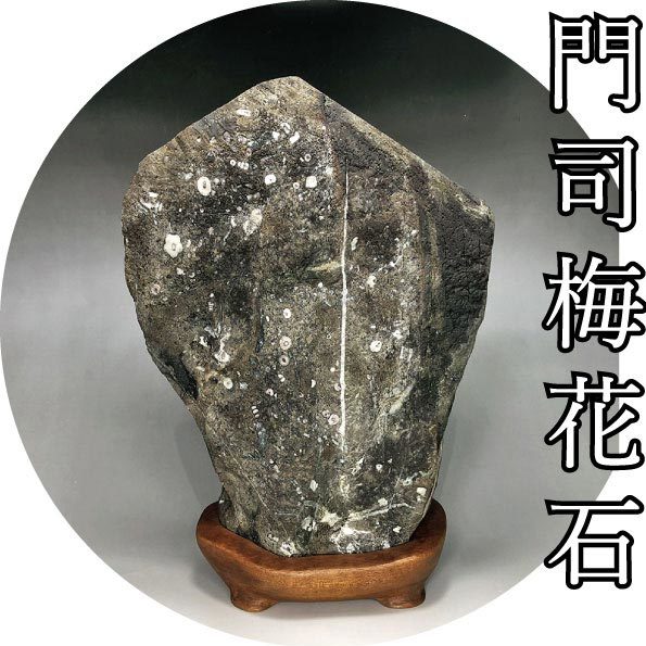 門司梅花石 鶯春花 約50g 台 写真集付 日本三大奇石 鑑賞石 パワーストーン 福岡県天然記念物 原石 売買されたオークション情報 Yahooの商品情報をアーカイブ公開 オークファン Aucfan Com