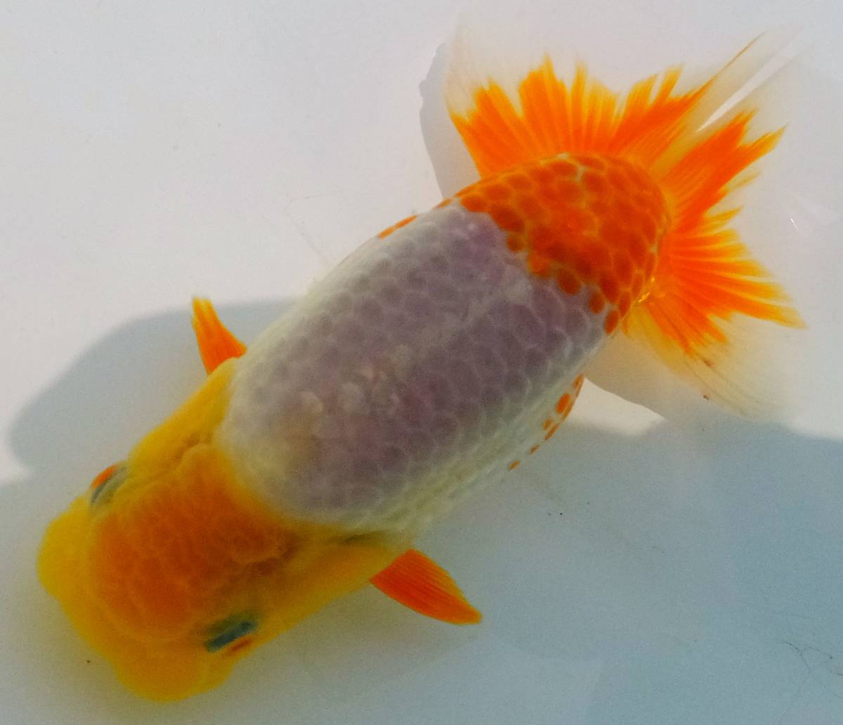 【定番人気，爆買い】 F R F 優良系統 当歳魚 約11ｃｍ F-2(らんちゅう)｜売買されたオークション情報、yahooの商品情報をアーカイブ公開 - オークファン らんちゅう