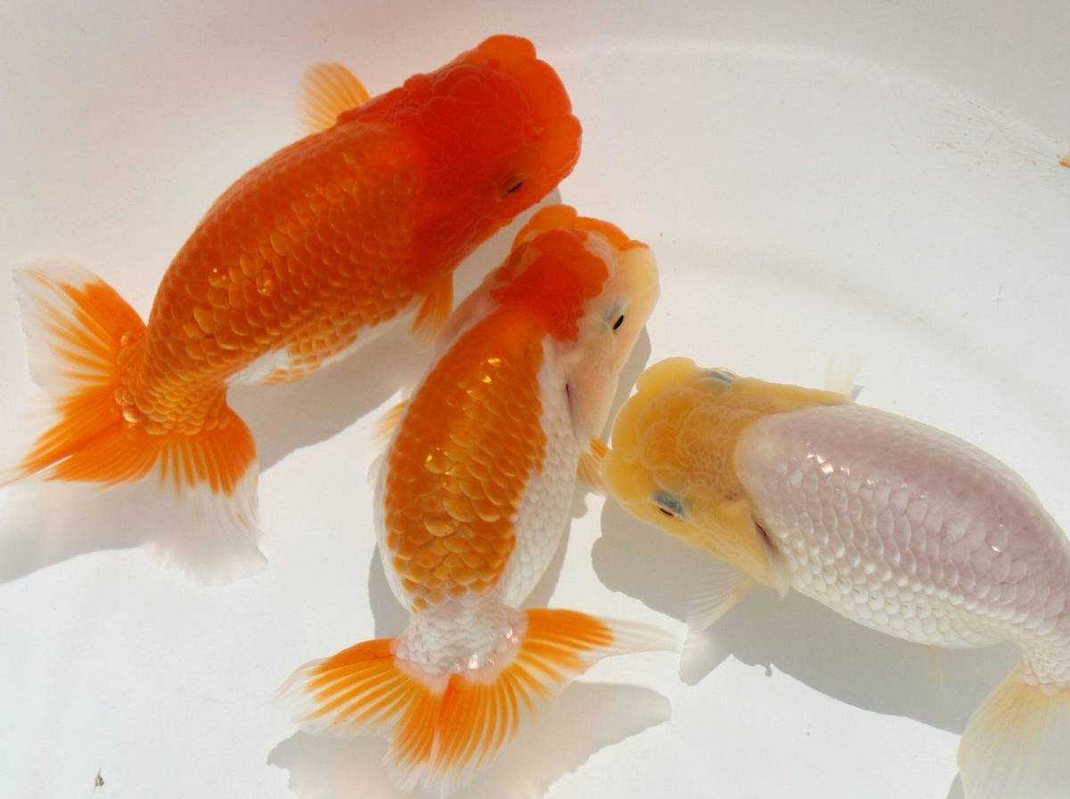 【MK-R】当歳魚、３匹セット、No，7783 らんちゅう