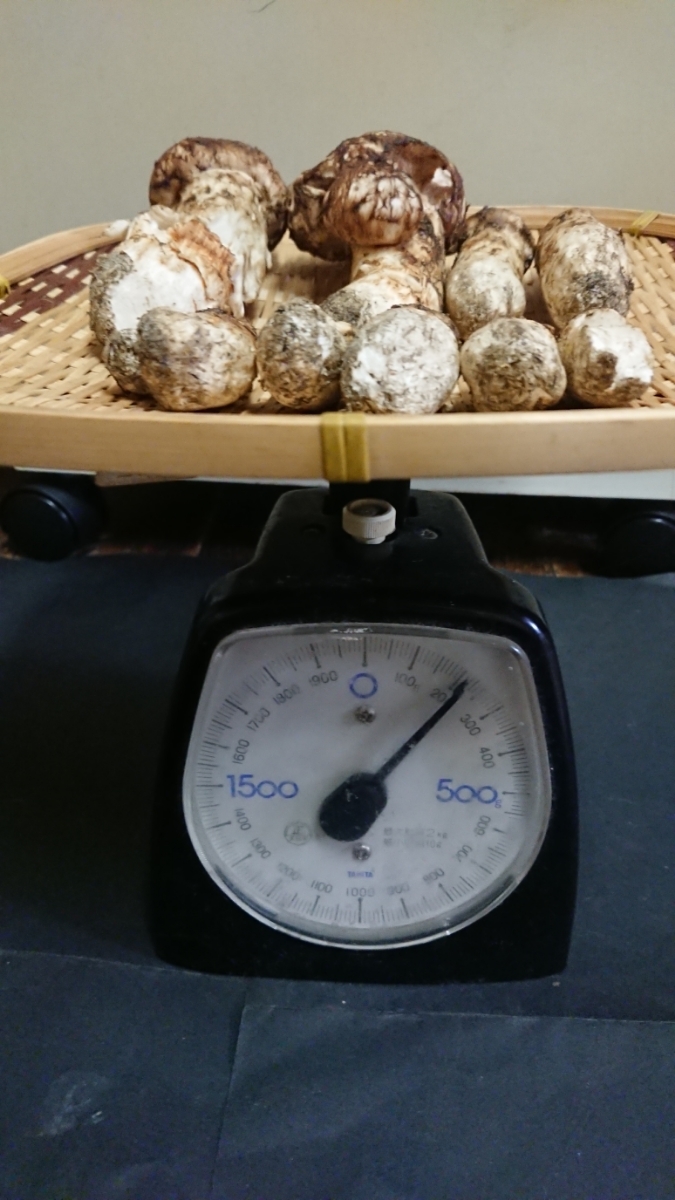 松茸　北海道　200g 公式通販 松茸 北海道（阿寒）産天然松茸 第10弾！1円出品！ | バカ