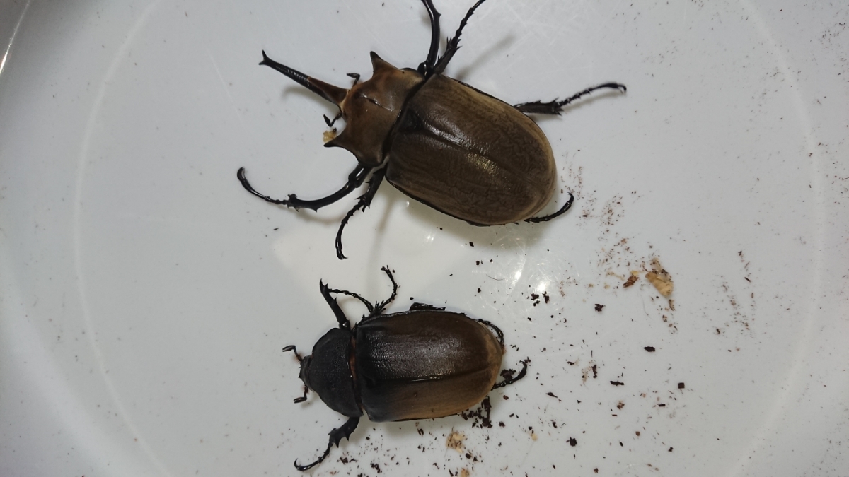 ☆NonNo 新成虫 エレファスゾウカブト♂♀ペア☆