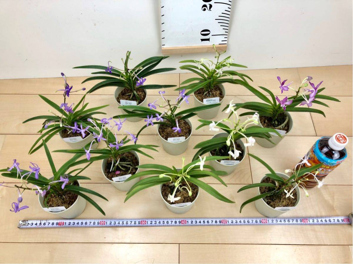 【バンダコスティリス ブルー スター”“レインボージェム”10株セット　3.5号】開花株　来季用