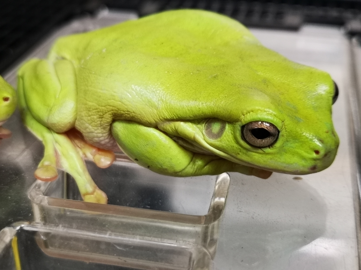 【数量限定】イエアメガエル_1