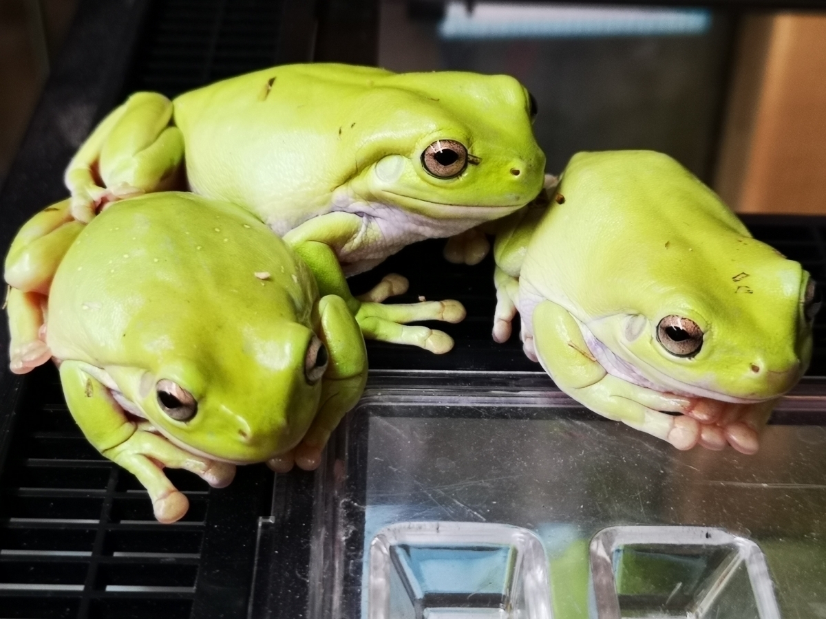 【数量限定】イエアメガエル_2