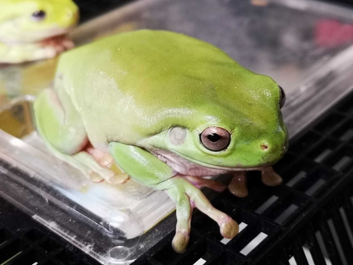 【数量限定】イエアメガエル_3