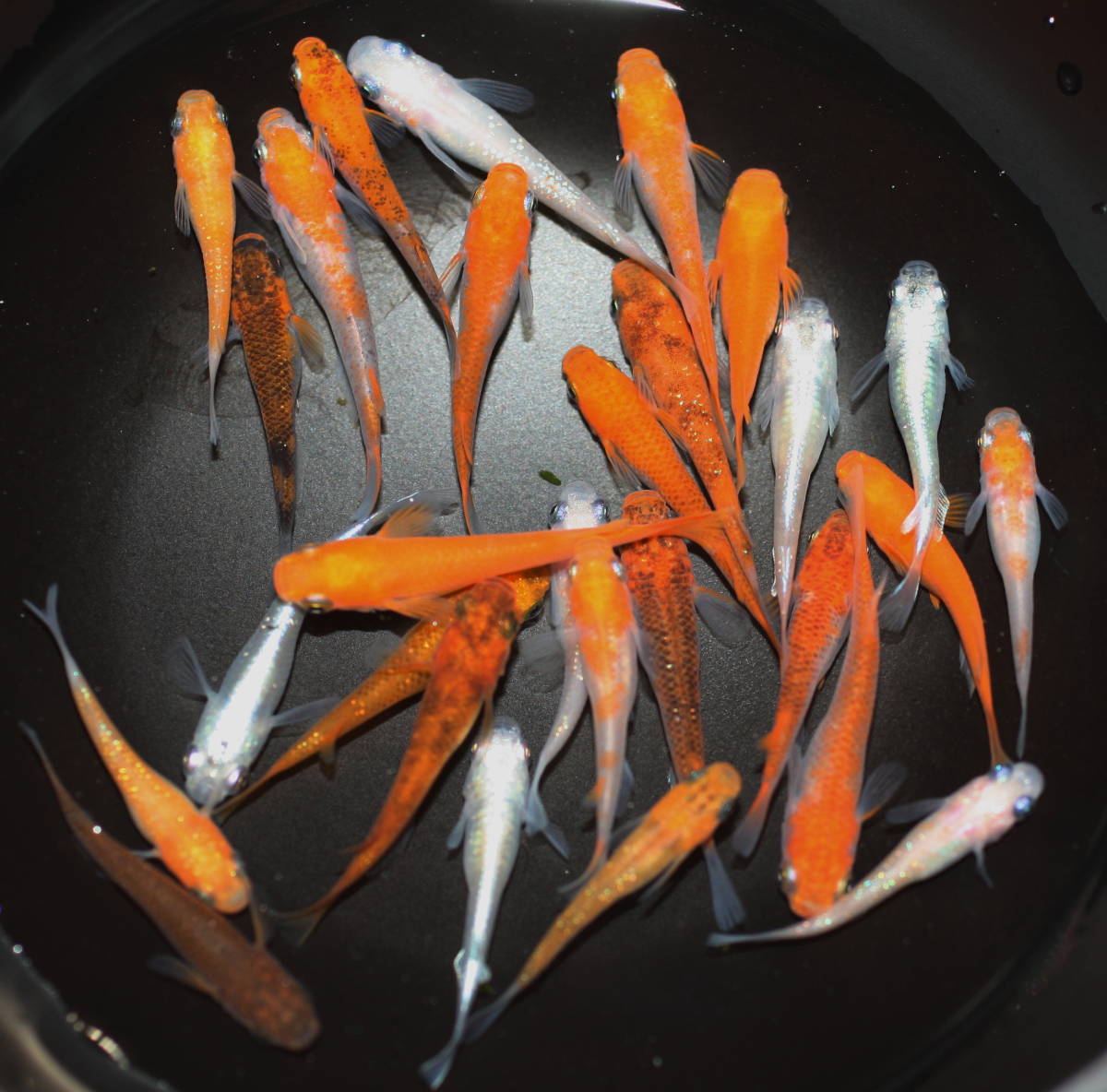本物保証，豊富な 選抜メダカ 現物出品 きれいな ミックスメダカ 27匹 MLサイズ 若魚 R211(めだか)｜売買されたオークション情報、yahooの商品情報をアーカイブ公開 - オークファン めだか