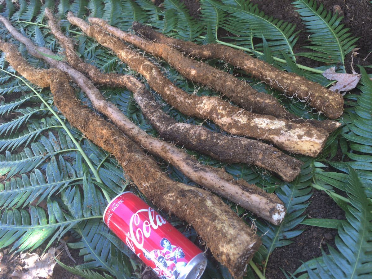 鹿児島産 野生の滋味 | 自然薯 堀り立て天然自然薯11キロ 40g×10パック
