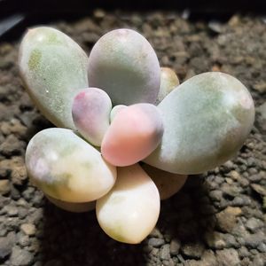 ビーチボール 多肉植物 パキフィツム（楽天市場】ヒアリウム 