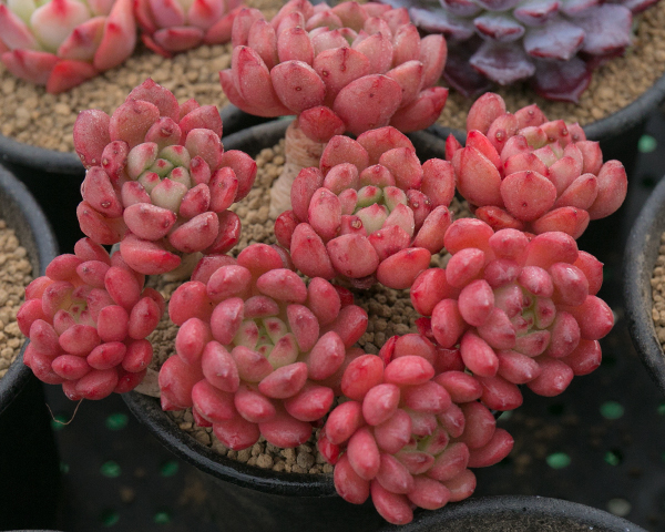 バッシュフル グラプトベリア 多肉植物 エケベリア サボテン 売買されたオークション情報 Yahooの商品情報をアーカイブ公開 オークファン Aucfan Com