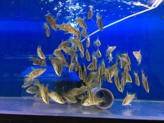  アカメ約11cm 1匹(川魚)｜売買されたオークション情報、yahooの商品情報をアーカイブ公開 - オークファン その他