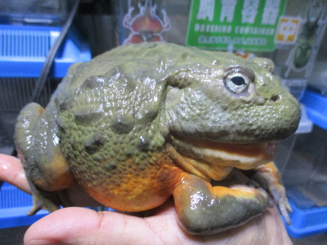 春SALE！＊訳あり＊ アフリカウシガエル 15㎝！BIG！迫力あります！蛙 