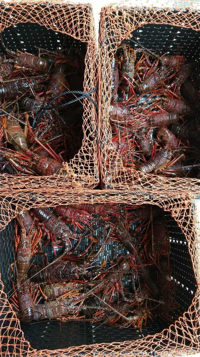 新作登場，お得 三重県伊勢志摩産活伊勢海老の３キログラム(伊勢エビ)｜売買されたオークション情報、yahooの商品情報をアーカイブ公開 - オークファン 伊勢エビ