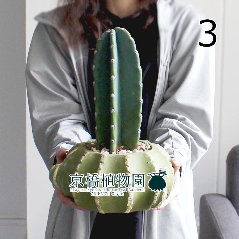 【現品限り】柱サボテン　 陶器鉢 現品】柱サボテン【サボテン型陶器鉢/受け皿付き】（3） 現 【公式通販】