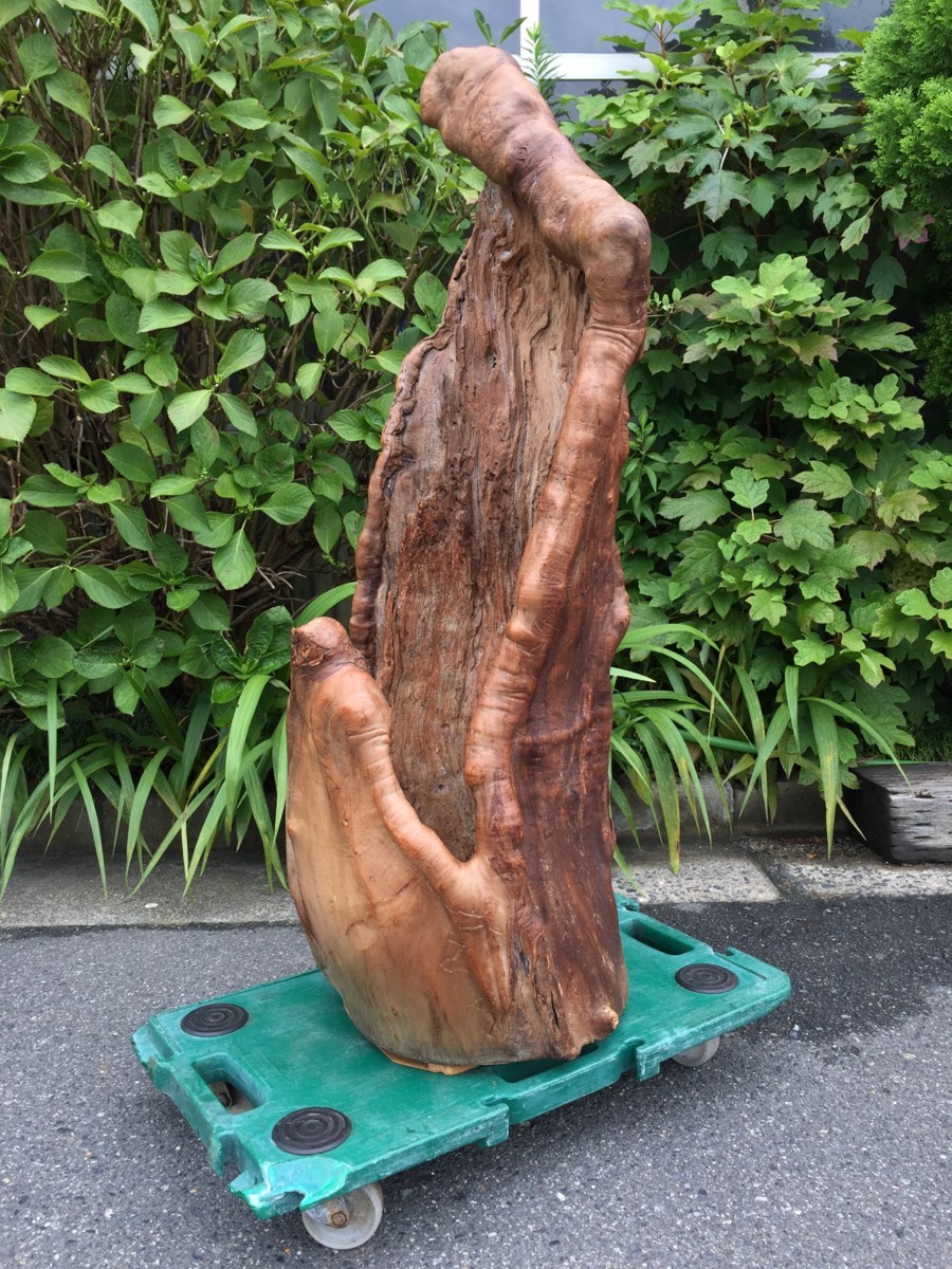 高級 天然木 カバ瘤（コブ）置物 オブジェ 床の間飾り 希少 美術品