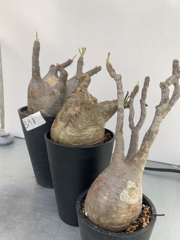 パキポディウムグラキリス　塊根植物　3株セット シ98 【コレクション株・塊根植物】パキポディウム グラキリス 3株