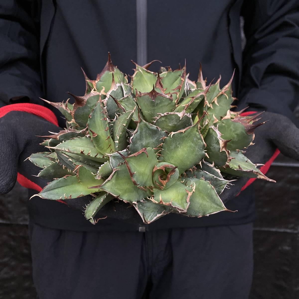 No.028 AGAVE TITANOTA F.MONSTOROSA モンスト 特選株 アガベ チタノタ  