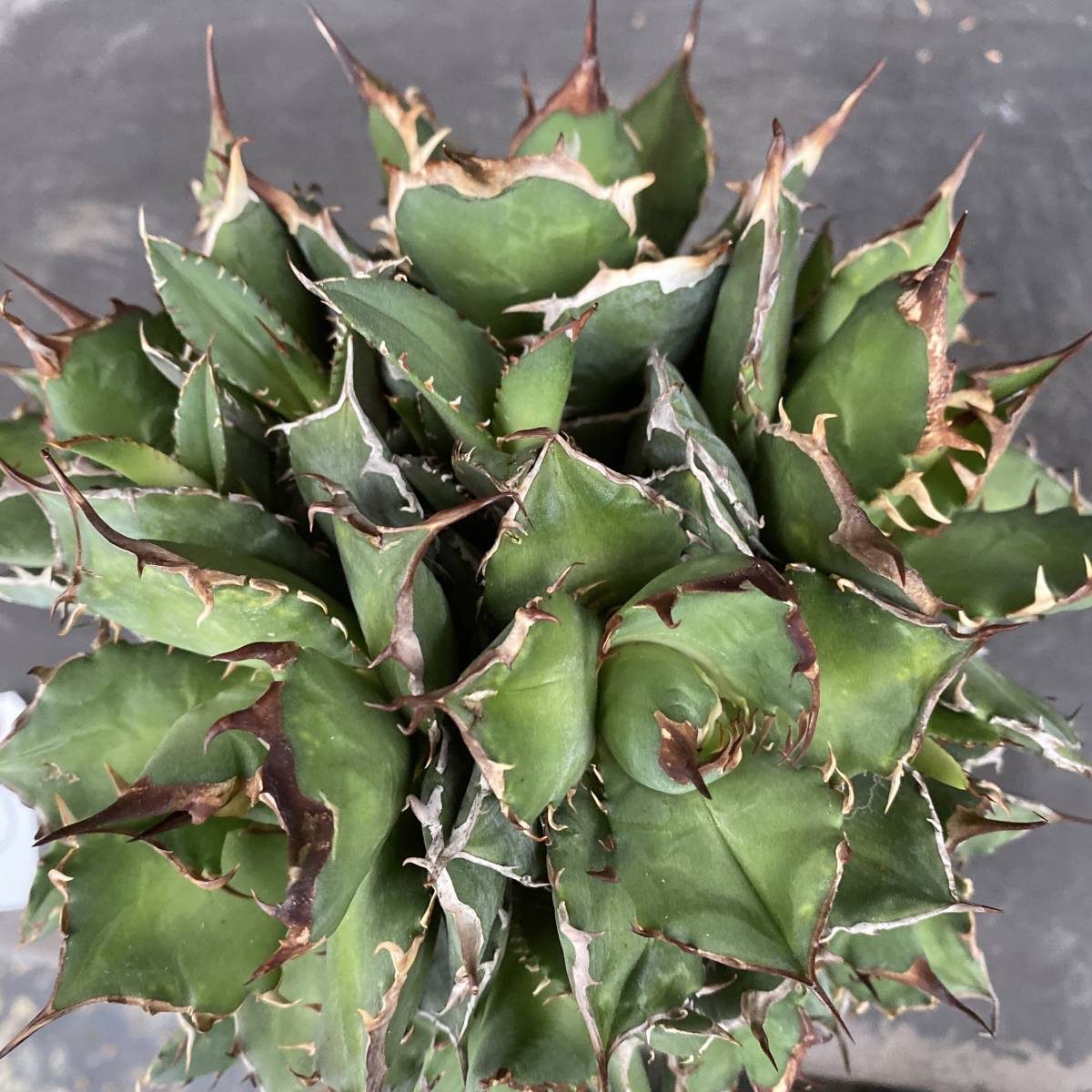 No.028 AGAVE TITANOTA F.MONSTOROSA モンスト 特選株 アガベ チタノタ  