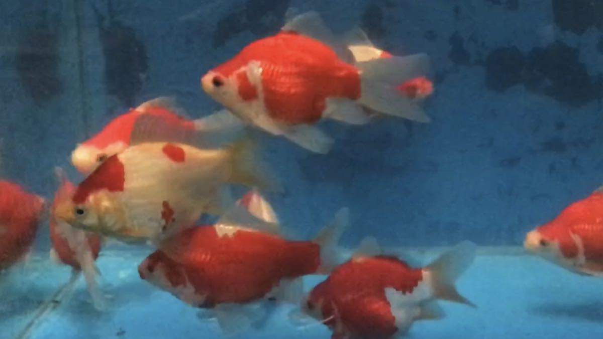 新作入荷，人気 動画 確認を 大日養鯉場がタマサバを本気 作ってみた 10本セット 約10 18cm 2019年産 パート22 錦鯉と混泳可能 玉サバ 玉さば(その他)｜売買されたオークション情報、yahooの商品情報をアーカイ その他