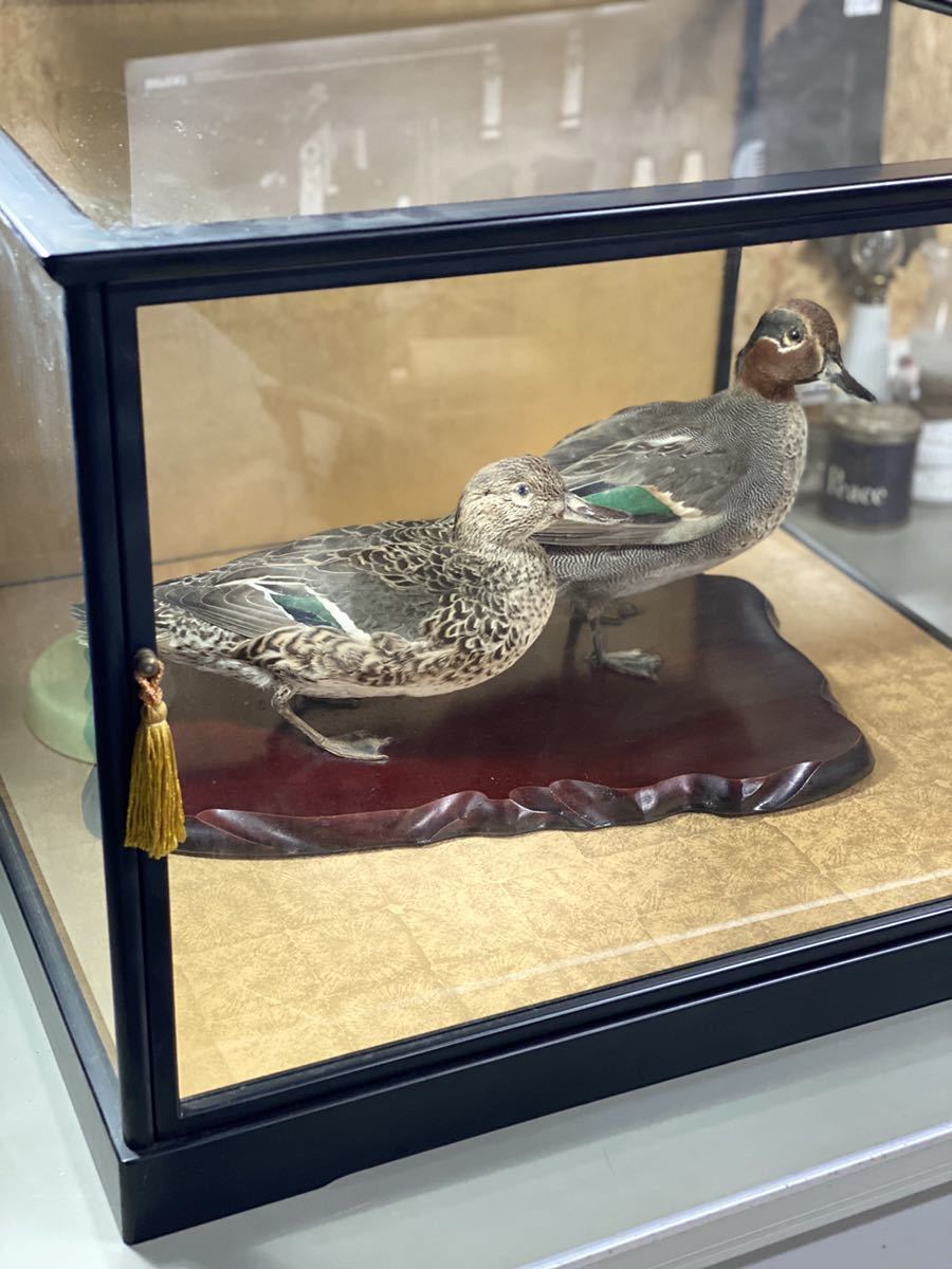 剥製のコガモ コガモ 鴨 野鳥 水鳥 剥製 つがい 資料 科学、自然 アンティーク