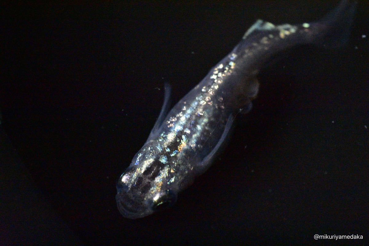 【みくりやめだか】スーパー魔王改 1ペア 現物販売　1円スタート_1