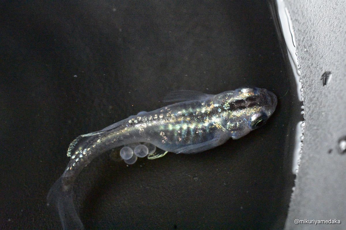 【みくりやめだか】スーパー魔王改 1ペア 現物販売　1円スタート_3