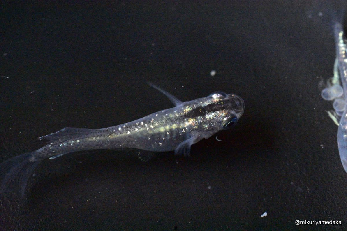 【みくりやめだか】スーパー魔王改 1ペア 現物販売　1円スタート_4