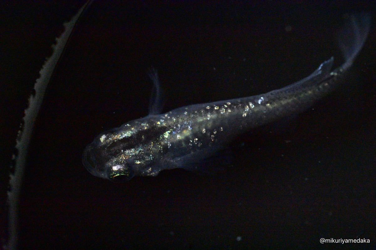 【みくりやめだか】スーパー魔王改 1ペア 現物販売　1円スタート_5