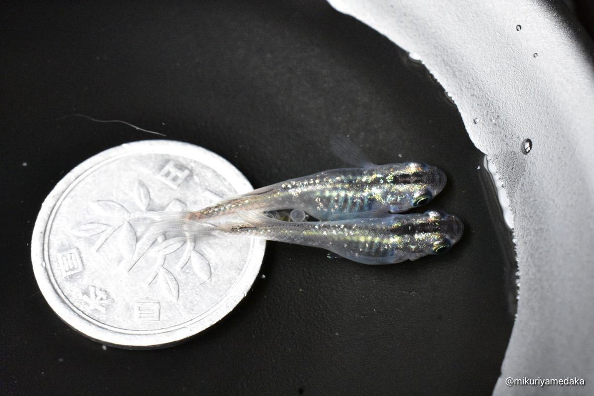 【みくりやめだか】スーパー魔王改 1ペア 現物販売　1円スタート_6