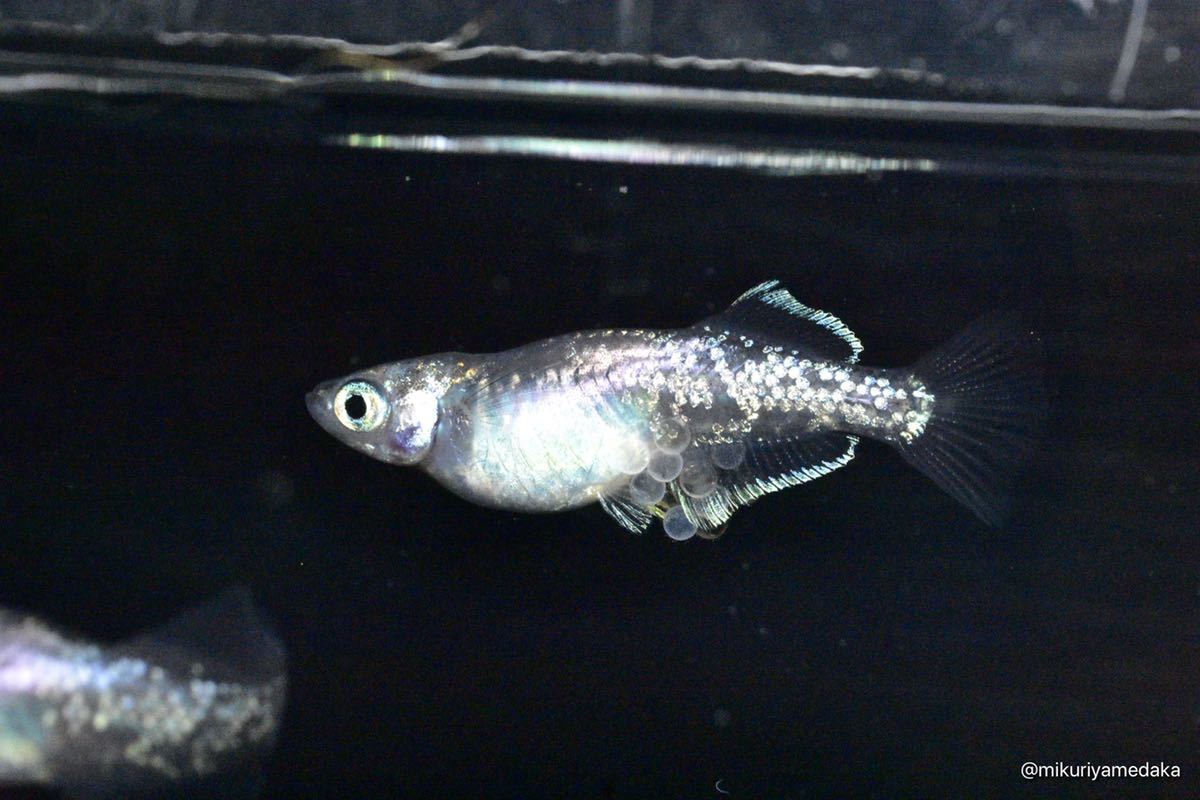 【みくりやめだか】スーパー魔王改 1ペア 現物販売　1円スタート_7