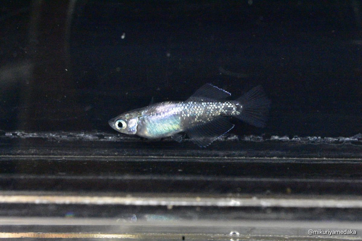 【みくりやめだか】スーパー魔王改 1ペア 現物販売　1円スタート_8