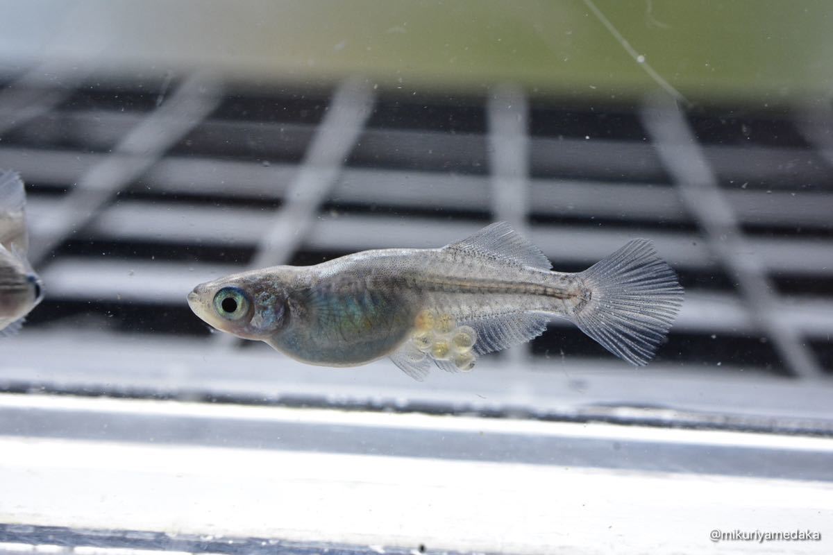 【みくりやめだか】スーパー魔王改 1ペア 現物販売　1円スタート_9