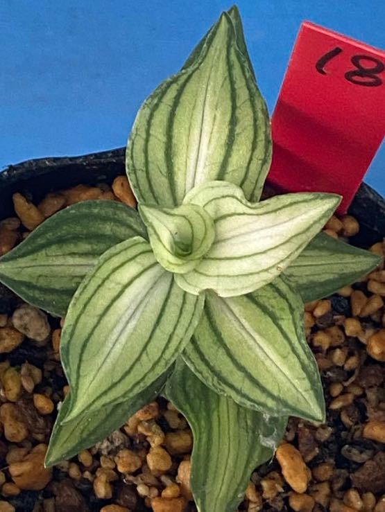 ☆洋蘭☆原種☆カトレア☆C. schilleriana f.coerulea x self