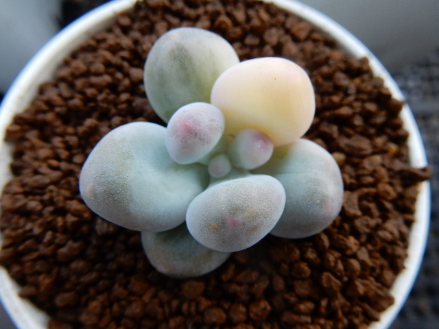 多肉植物 紅頬美人錦光 チェリー斑 初出品 パキフィツム サボテン 売買されたオークション情報 Yahooの商品情報をアーカイブ公開 オークファン Aucfan Com