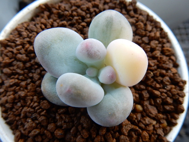 多肉植物 紅頬美人錦光 チェリー斑 初出品 パキフィツム サボテン 売買されたオークション情報 Yahooの商品情報をアーカイブ公開 オークファン Aucfan Com