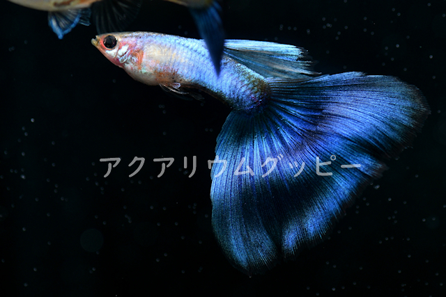 【アクアリウムグッピー】現物販売30A，30B RRE.A同腹　シンガーブルーブルーテール 発送日 6月１9日　グッピー 　
