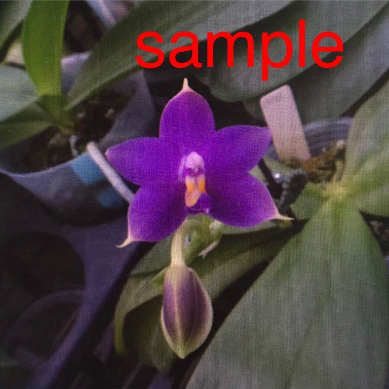 (^。^)，洋蘭原種，Phalaenopsis violacea var.Indigo x sib，ファレノプシス ビオラセア インディゴ，ブルー蘭