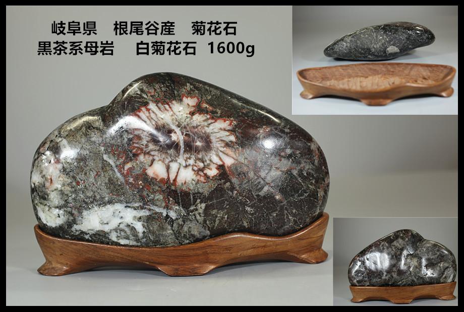 菊花石 自然石 木製台座付き 標本あり Antique Collection Art 【公式
