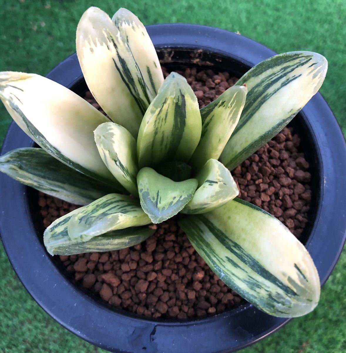 観葉植物 多肉植物 ハオルチア 白妙万象錦 極上斑