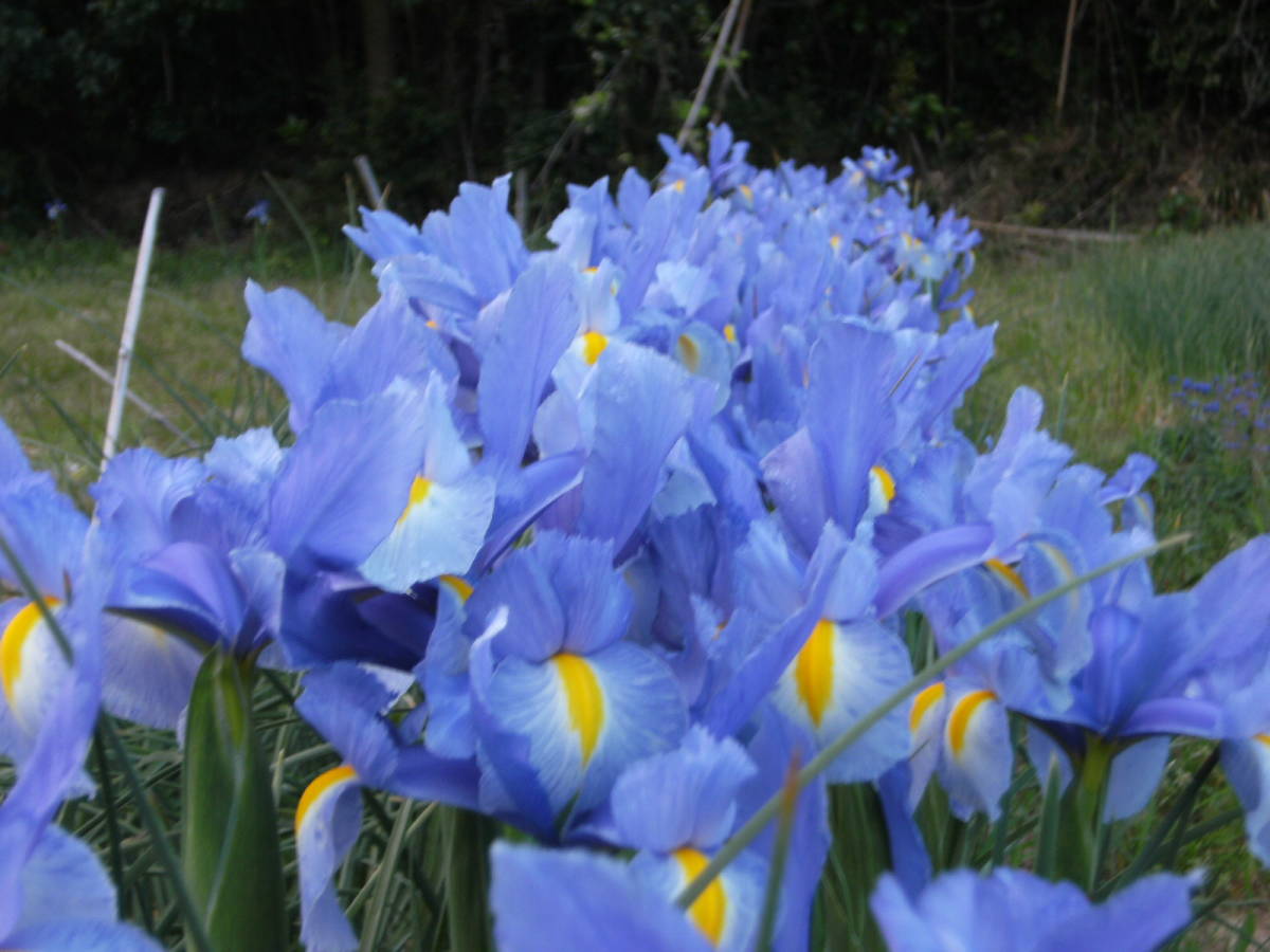 ダッチアイリス ブルー５０球 ４００グラム 球根 売買されたオークション情報 Yahooの商品情報をアーカイブ公開 オークファン Aucfan Com