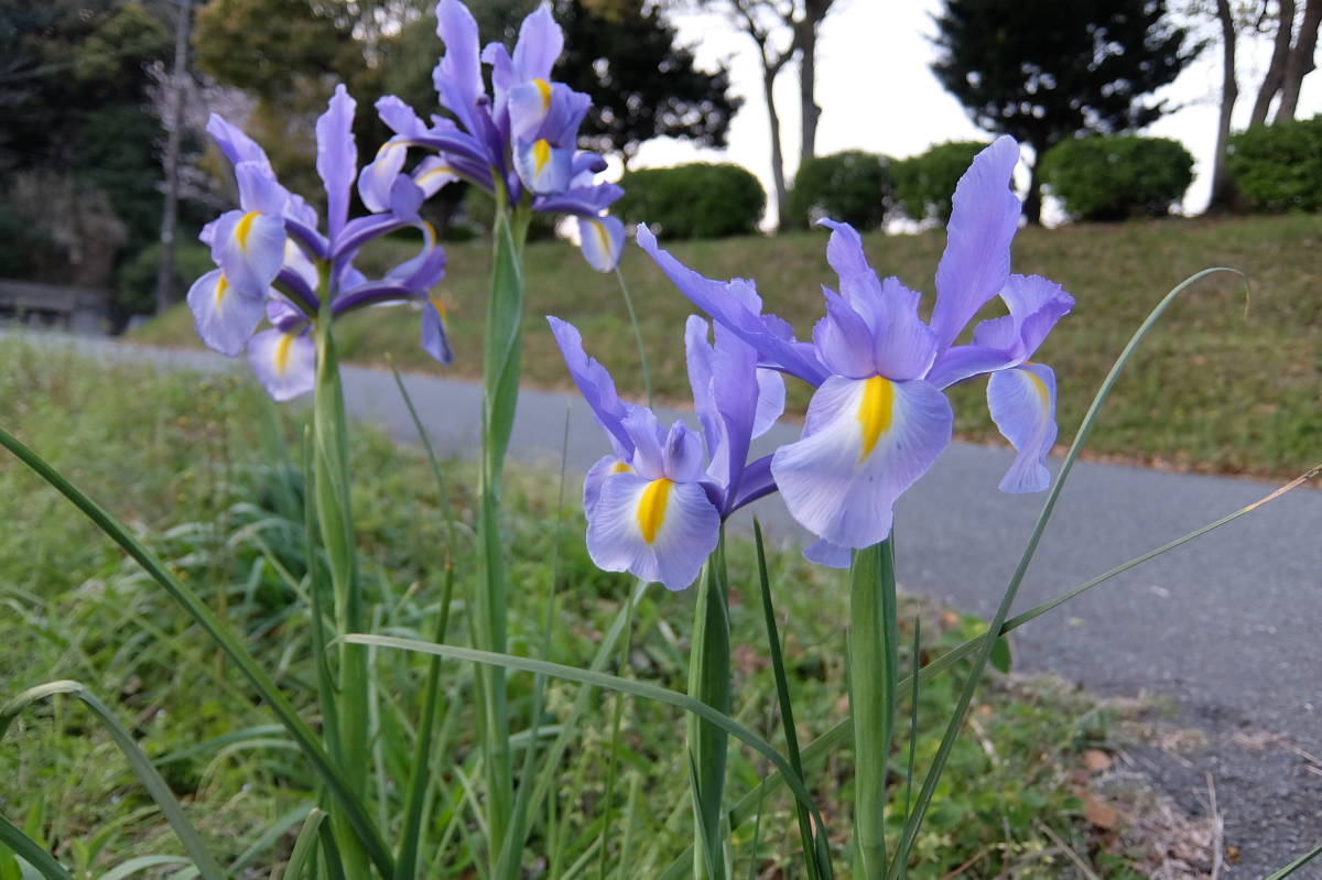 ダッチアイリス ブルー５０球 ４００グラム 球根 売買されたオークション情報 Yahooの商品情報をアーカイブ公開 オークファン Aucfan Com