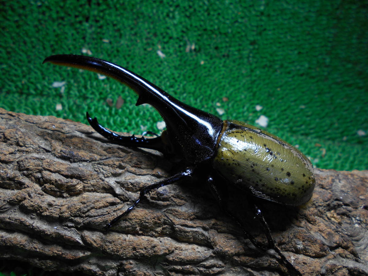 DHヘラクレス ヘラクレス・ヘラクレス - Hope Forest 160.7mm 136